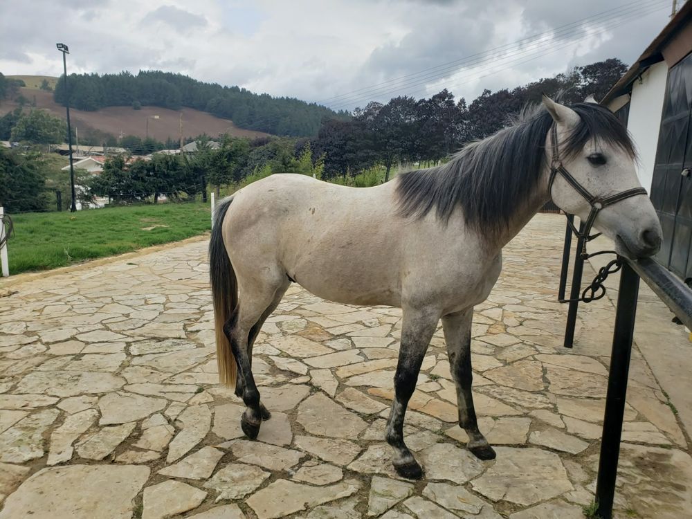 Foto de un caballo tordillo sin manta